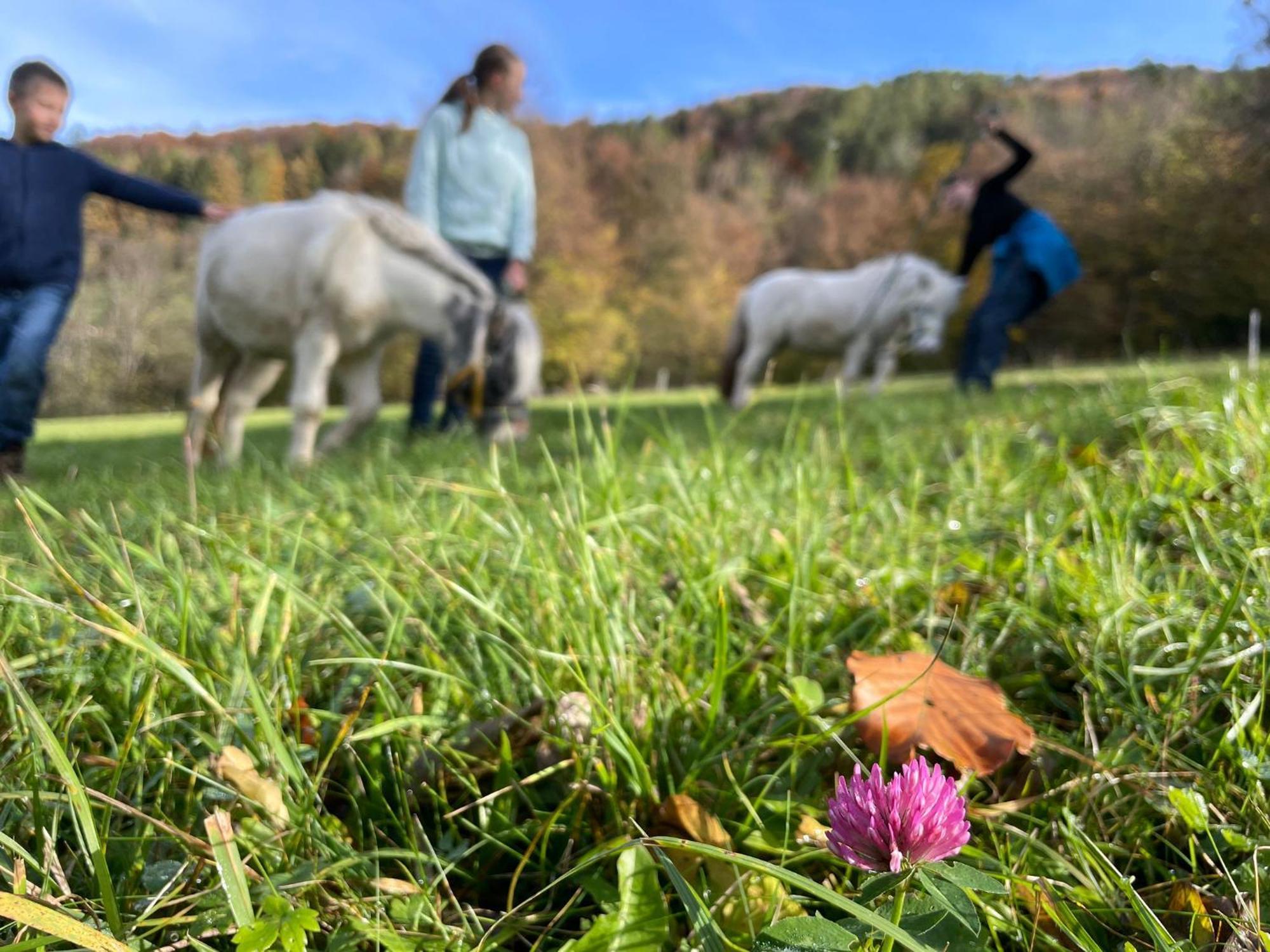 Buechlhof - App. Breitenstein Lilienfeld Bagian luar foto